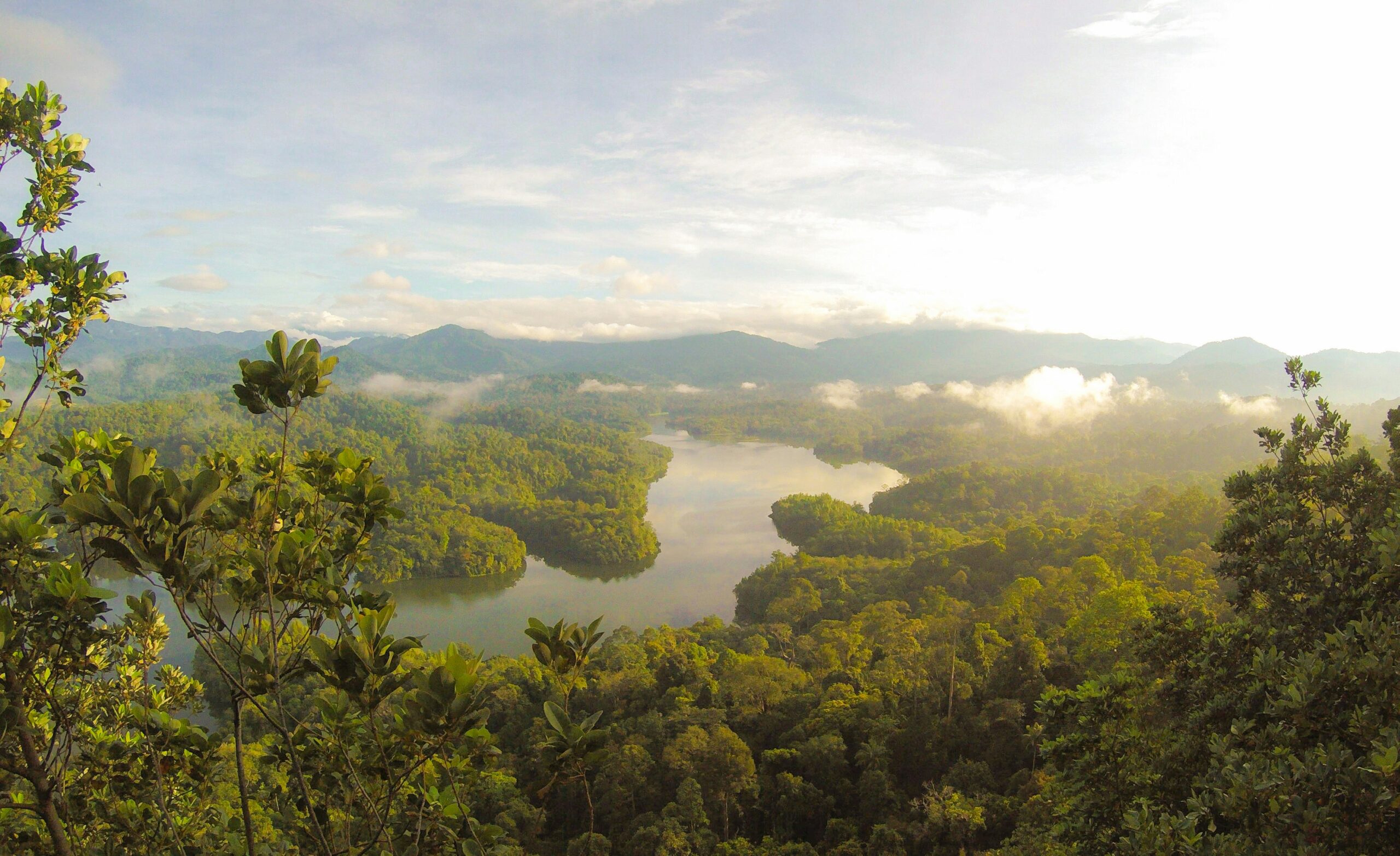 Rainforest