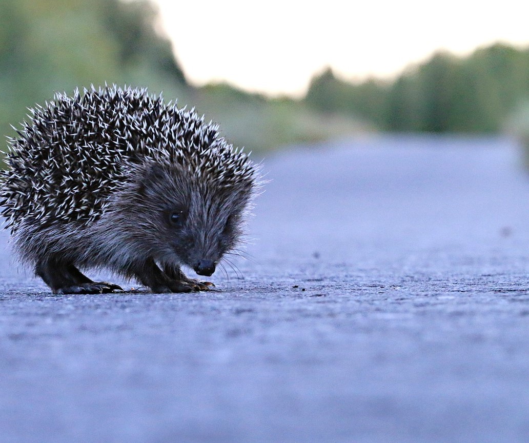 hedgehog banner