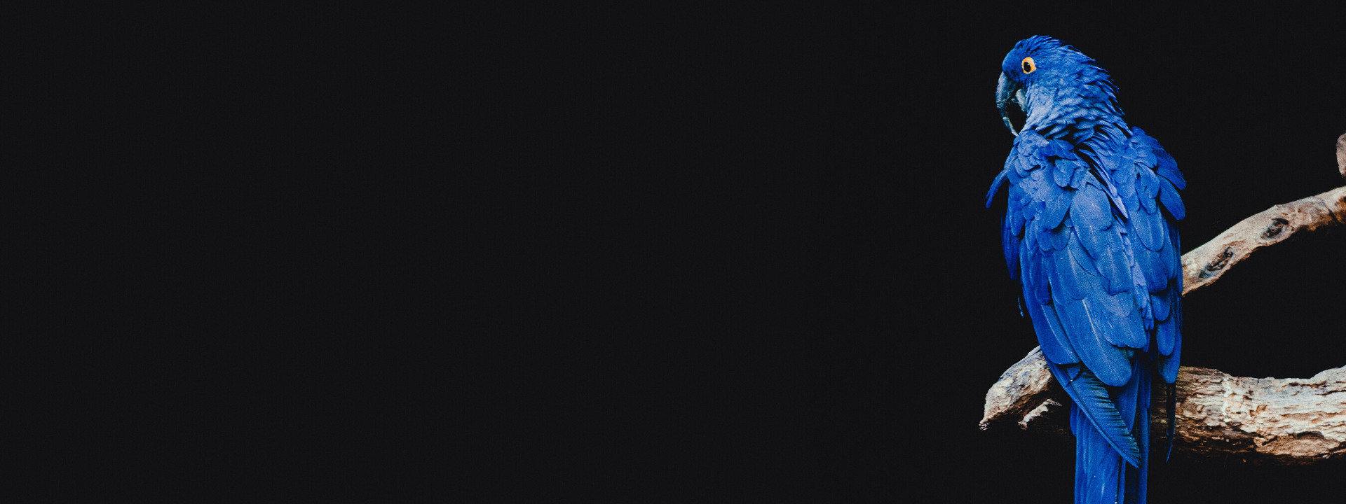 Parrot banner