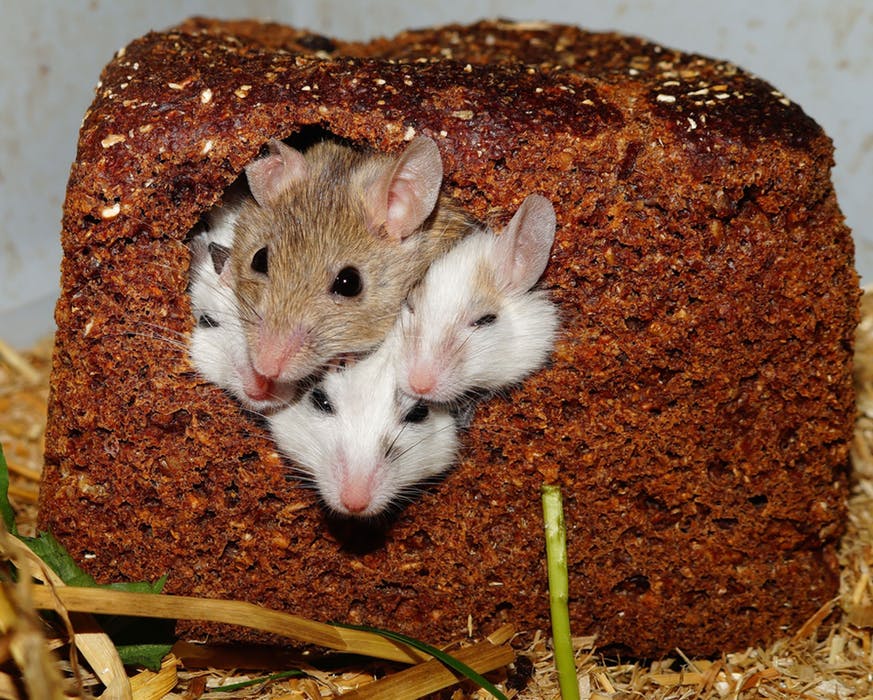rodents banner